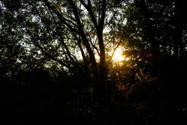 sakin deniz sahil kayalar ve ağaç siluetleri üzerinde dramatik gün batımı. Letonya