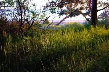 ormandaki sakin ülke yan ağaçlar üzerinde dramatik gündoğumu. Letonya