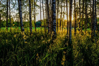 huş ağacı yaprakları ve güneş ışınları ile koyu arka plan karşı sunrise şubeleri. Rekreasyon ve barış için Park sahne