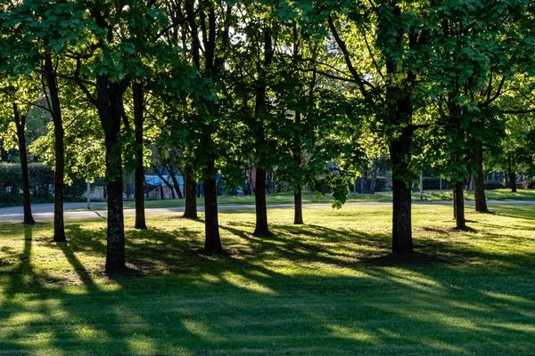 Birch Tree Leaves Branches Dark Background Sun Rays Sunrise Park — Stock Photo, Image