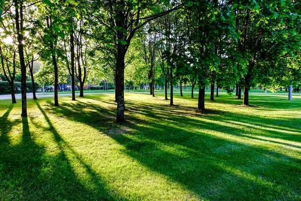 huş ağacı yaprakları ve güneş ışınları ile koyu arka plan karşı sunrise şubeleri. Rekreasyon ve barış için Park sahne
