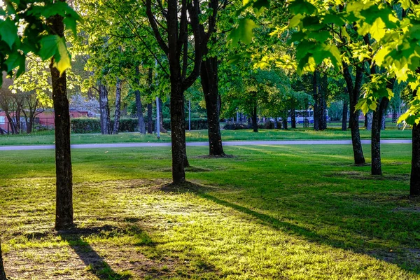 白樺の葉し 日の出の太陽光で暗い背景に枝します レクリエーションと平和の公園シーン — ストック写真