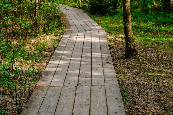 Trä Strandpromenaden Träsket Turistrutterna Med Träd Vilar Område Och Solen — Stockfoto