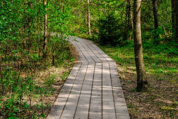 Dřevěná Promenáda Bažině Turistická Stezka Stromy Klidová Oblast Sluneční Paprsky — Stock fotografie