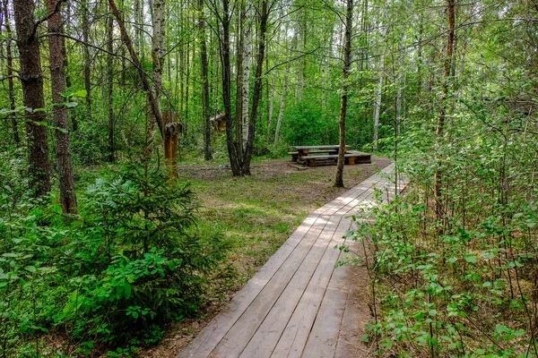 Paseo Marítimo Madera Sendero Turístico Del Pantano Con Árboles Área — Foto de Stock