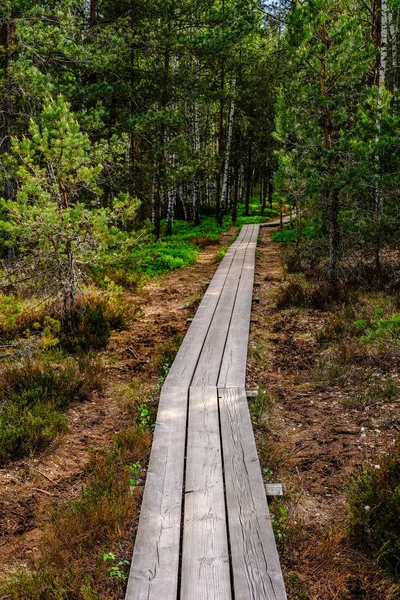 Houten Promenade Moeras Toeristische Route Met Bomen Rust Gebied Zon — Stockfoto