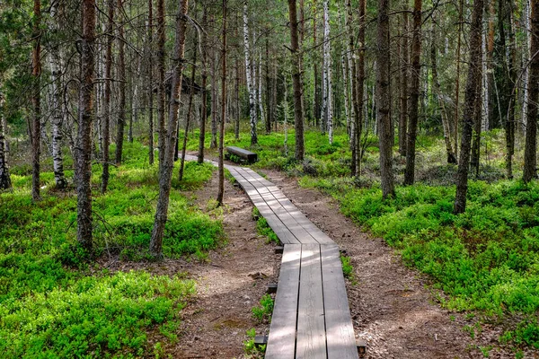 Houten Promenade Moeras Toeristische Route Met Bomen Rust Gebied Zon — Stockfoto