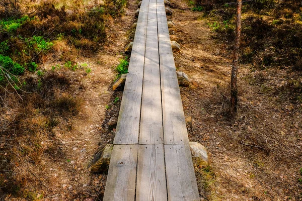 Kayu Boardwalk Jalan Wisata Rawa Dengan Pohon Area Peristirahatan Dan — Stok Foto