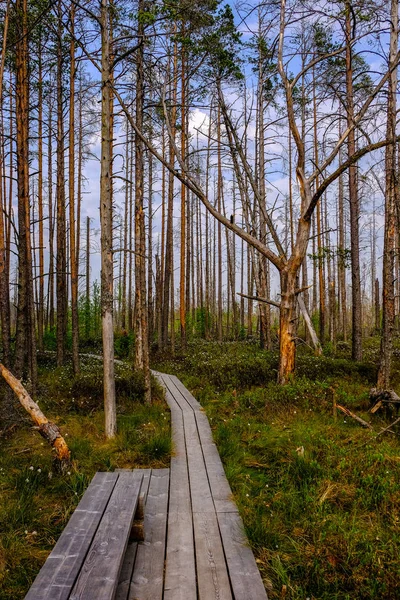 Ξύλινο Χώρο Περιπάτου Στο Βάλτο Τουριστική Διαδρομή Δέντρα Αναπαύεται Περιοχή — Φωτογραφία Αρχείου