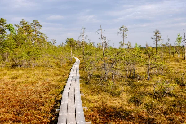 Trä Strandpromenaden Träsket Turistrutterna Med Träd Vilar Område Och Solen — Stockfoto