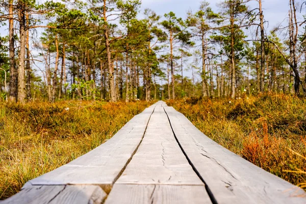 Houten Promenade Moeras Toeristische Route Met Bomen Rust Gebied Zon — Stockfoto