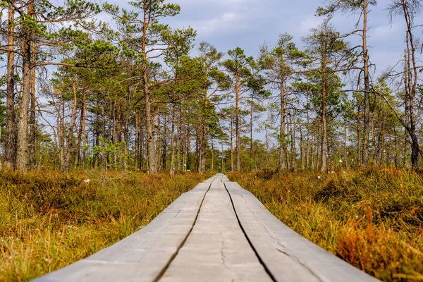 Drewniane Boardwalk Bagnie Szlak Turystyczny Drzew Odpoczynku Promienie Kolorowy Lato — Zdjęcie stockowe