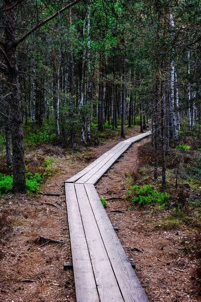 Ξύλινο Χώρο Περιπάτου Στο Βάλτο Τουριστική Διαδρομή Δέντρα Αναπαύεται Περιοχή — Φωτογραφία Αρχείου