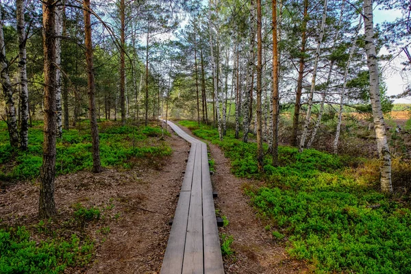 Wooden Boardwalk Swamp Tourist Trail Trees Resting Area Sun Rays — Stock Photo, Image