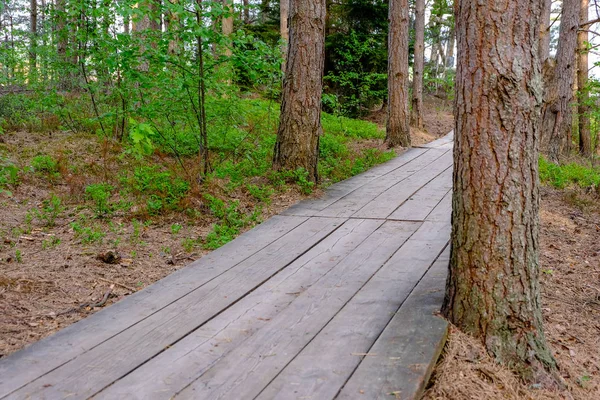 Paseo Marítimo Madera Sendero Turístico Del Pantano Con Árboles Área — Foto de Stock