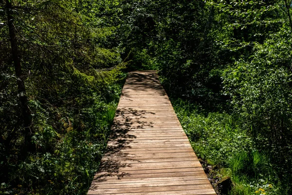 カラフルな夏の天候でエリア 太陽光線を休んでの木が緑の草原観光歩道に木の遊歩道 — ストック写真