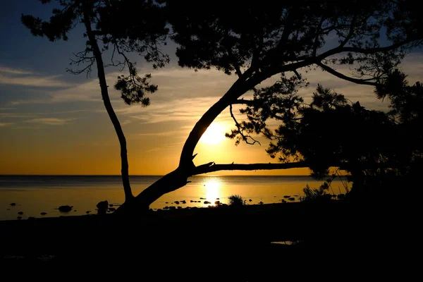 Dramatischer Sonnenuntergang Über Der Ruhigen Meeresküste Mit Felsen Und Baumsilhouetten — Stockfoto