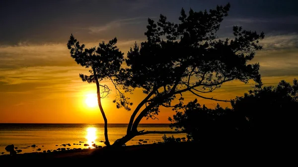Dramatischer Sonnenuntergang Über Der Ruhigen Meeresküste Mit Felsen Und Baumsilhouetten — Stockfoto