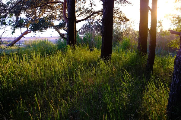 Spectaculaire Zonsopgang Boven Kalm Land Kant Bomen Het Bos Letland — Stockfoto