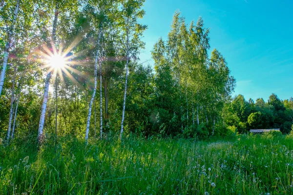 Birch Tree Leaves Branches Dark Background Sun Rays Sunrise Park — Stock Photo, Image