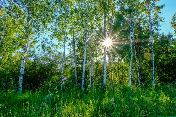 Birch Tree Leaves Branches Dark Background Sun Rays Sunrise Park — Stock Photo, Image