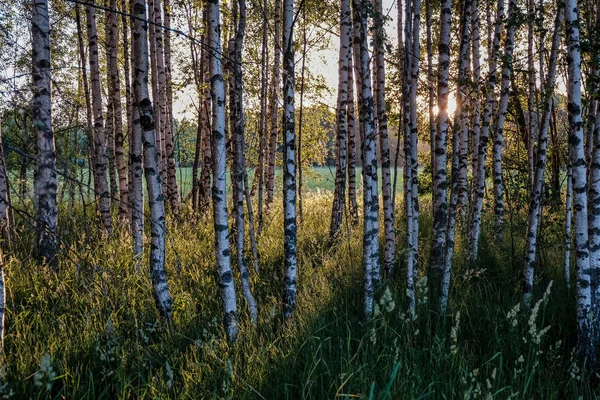 Blätter Und Äste Von Birken Vor Dunklem Hintergrund Mit Sonnenstrahlen — Stockfoto