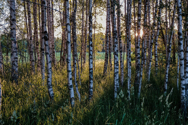 birch tree leaves and branches against dark background with sun rays in sunrise. park scene for recreation and peace