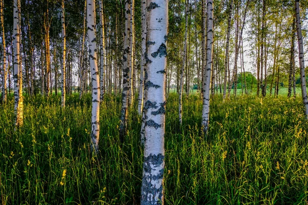 Blätter Und Äste Von Birken Vor Dunklem Hintergrund Mit Sonnenstrahlen — Stockfoto