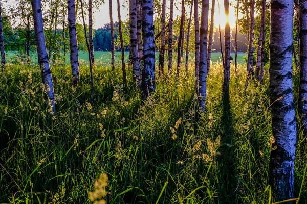 Birch Tree Leaves Branches Dark Background Sun Rays Sunrise Park — Stock Photo, Image