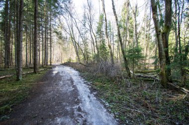 çamur ormanda yaz ısı perspektifte kırsalında iziyle boş çakıl yol