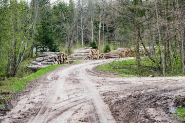 çamur ormanda yaz ısı perspektifte kırsalında iziyle boş çakıl yol