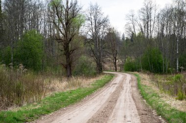 çamur ormanda yaz ısı perspektifte kırsalında iziyle boş çakıl yol