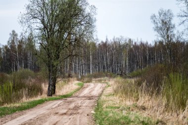 çamur ormanda yaz ısı perspektifte kırsalında iziyle boş çakıl yol