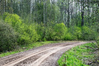 çamur ormanda yaz ısı perspektifte kırsalında iziyle boş çakıl yol