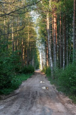 çamur ormanda yaz ısı perspektifte kırsalında iziyle boş çakıl yol