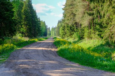 çamur ormanda yaz ısı perspektifte kırsalında iziyle boş çakıl yol