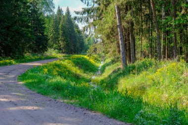 çamur ormanda yaz ısı perspektifte kırsalında iziyle boş çakıl yol