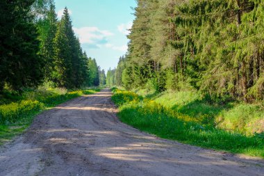 çamur ormanda yaz ısı perspektifte kırsalında iziyle boş çakıl yol