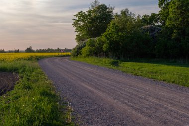 çamur ormanda yaz ısı perspektifte kırsalında iziyle boş çakıl yol