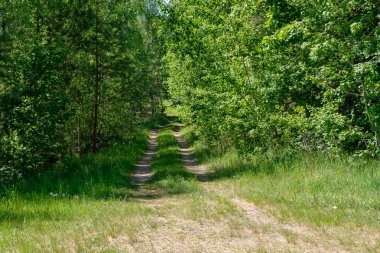 çamur ormanda yaz ısı perspektifte kırsalında iziyle boş çakıl yol