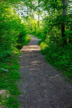 çamur ormanda yaz ısı perspektifte kırsalında iziyle boş çakıl yol