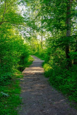 çamur ormanda yaz ısı perspektifte kırsalında iziyle boş çakıl yol