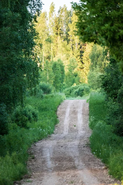 森林夏季热透视中农村泥迹空砾石路 — 图库照片