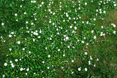 dandellions ve kırsal yaz aylarında papatya ile güneşli çayır