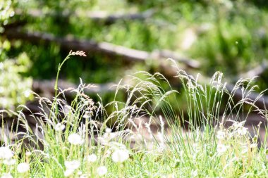 dandellions ve kırsal yaz aylarında papatya ile güneşli çayır