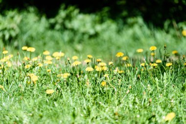 dandellions ve kırsal yaz aylarında papatya ile güneşli çayır