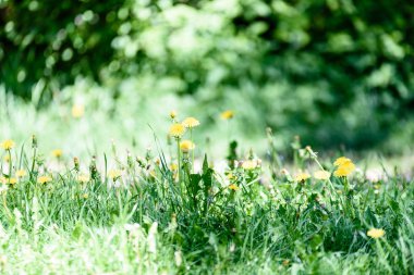 dandellions ve kırsal yaz aylarında papatya ile güneşli çayır