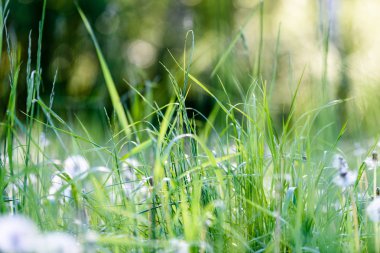 dandellions ve kırsal yaz aylarında papatya ile güneşli çayır