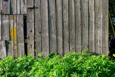 Eski ahşap Letonya kırsal kesimde yaz yeşillik ile binanın terk edilmiş kalıntıları