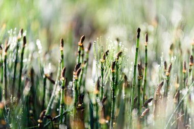 dandellions ve kırsal yaz aylarında papatya ile güneşli çayır